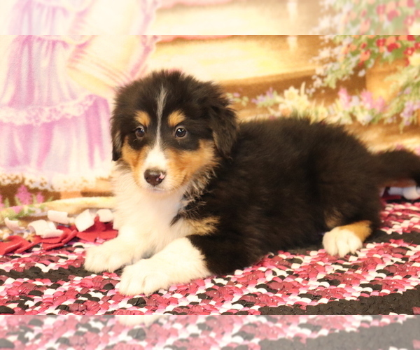 Medium Photo #1 Bernese Mountain Dog-Collie Mix Puppy For Sale in SHILOH, OH, USA