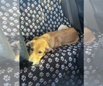 Small #3 Whippet Mix