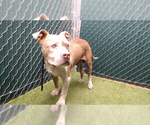 Mutt Dogs for adoption in Downey, CA, USA