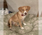 Small Photo #4 Unknown-Welsh Corgi Mix Puppy For Sale in Boston, MA, USA
