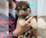 Small #4 German Shepherd Dog