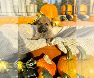 German Shepherd Dog Puppy for sale in GRAND RAPIDS, MN, USA
