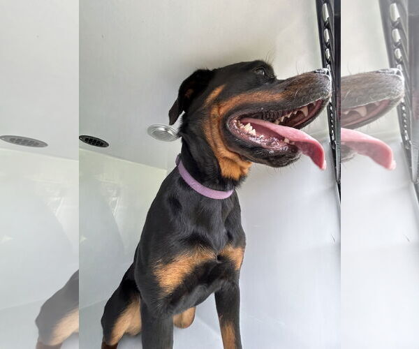 Medium Photo #1 Rottweiler Puppy For Sale in Virginia Beach, VA, USA