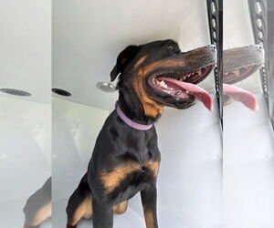 Rottweiler Dogs for adoption in Virginia Beach, VA, USA