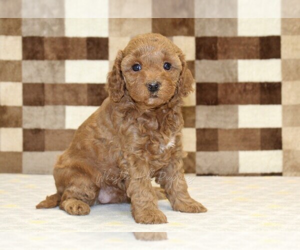 Medium Photo #4 Cavapoo (Miniature) Puppy For Sale in DENVER, PA, USA
