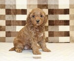 Small #3 Cavapoo (Miniature)