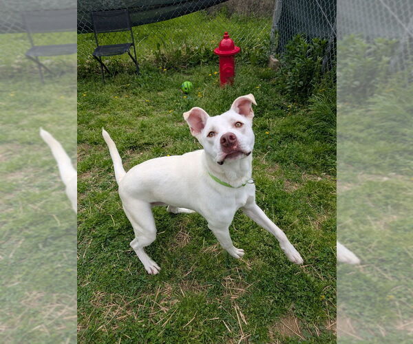Medium Photo #2 American Pit Bull Terrier-Unknown Mix Puppy For Sale in Evansville, IN, USA