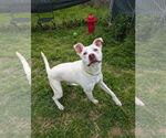 Small #1 American Pit Bull Terrier Mix