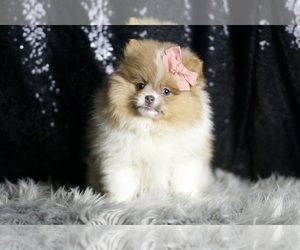 Pomeranian Litter for sale in WARSAW, IN, USA