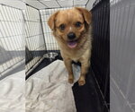 Small Mutt