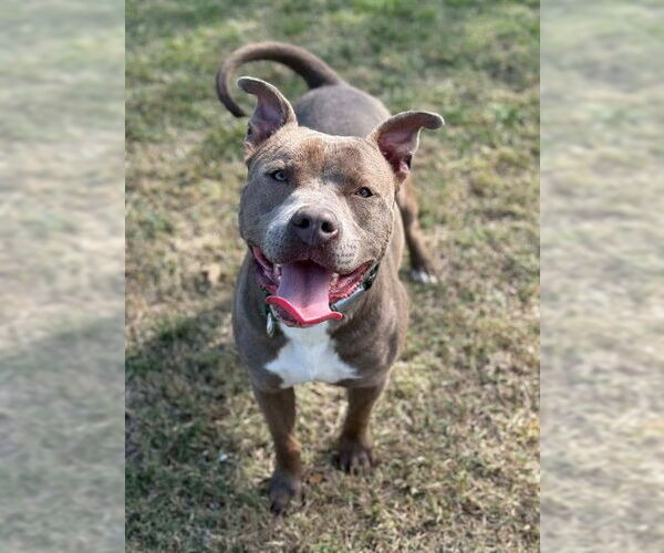 Medium Photo #2 American Pit Bull Terrier Puppy For Sale in Riverside, CA, USA