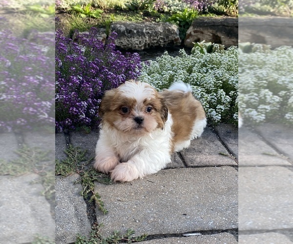Medium Photo #4 Shih Tzu Puppy For Sale in CANOGA, NY, USA