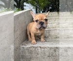 Puppy Simba French Bulldog