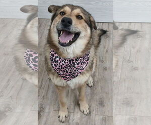 German Shepherd Dog Dogs for adoption in Murfreesboro, NC, USA