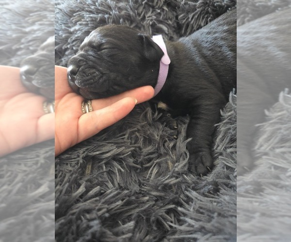 Medium Photo #6 Cane Corso Puppy For Sale in HENRY, VA, USA