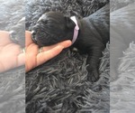 Small #5 Cane Corso