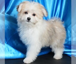 Maltipom Puppy for sale in ROCK VALLEY, IA, USA