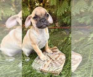 Puggle Puppy for sale in MIDDLEBURY, IN, USA