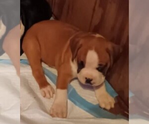 Boxer Puppy for sale in ROYSTON, GA, USA