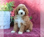 Small #2 Goldendoodle (Miniature)