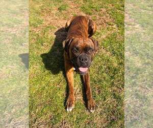 Boxer Dogs for adoption in Dumont, NJ, USA