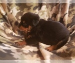 Small Photo #5 Rottweiler Puppy For Sale in EDEN, IN, USA