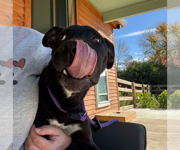 Medium Photo #3 German Shepherd Dog-Unknown Mix Puppy For Sale in Germantown, OH, USA