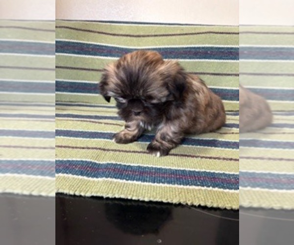 Medium Photo #2 Shih Tzu Puppy For Sale in S ZANESVILLE, OH, USA