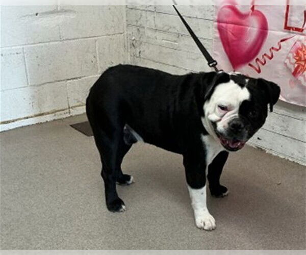 Medium Photo #1 Bulldog Puppy For Sale in San Bernardino, CA, USA