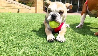 English Bulldogge Puppy for sale in DALLAS, TX, USA