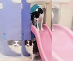 Small #4 Border Collie