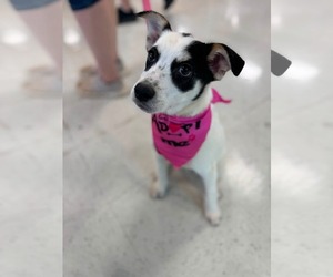 Mutt Dogs for adoption in Holly Springs, NC, USA