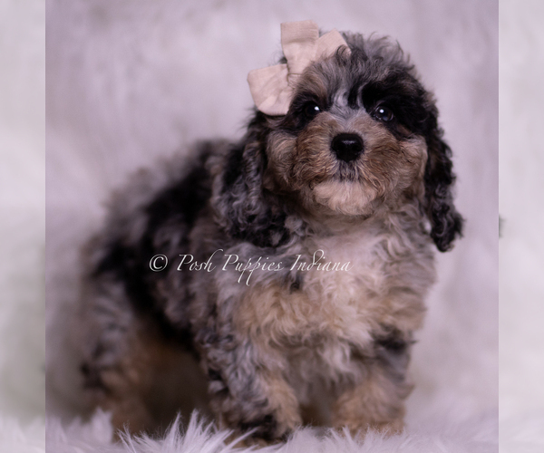 Medium Photo #21 Poodle (Miniature) Puppy For Sale in WARSAW, IN, USA