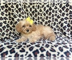 Small #7 Cavapoo