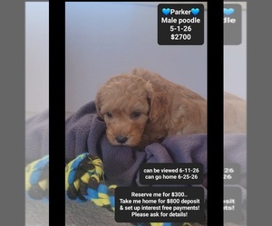 Poodle (Toy) Puppy for sale in TUCSON, AZ, USA