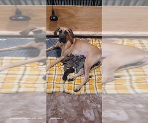 Great Dane Puppy for Sale in BATAVIA, New York USA