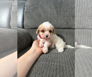 Cavapoo (Toy) Puppy for sale in JEFFERSONVILLE, IN, USA