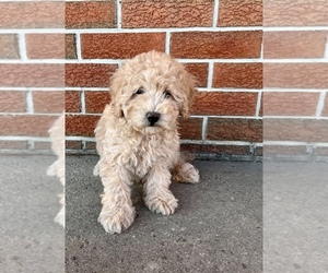Poodle (Miniature) Puppy for sale in SILVER LAKE, IN, USA