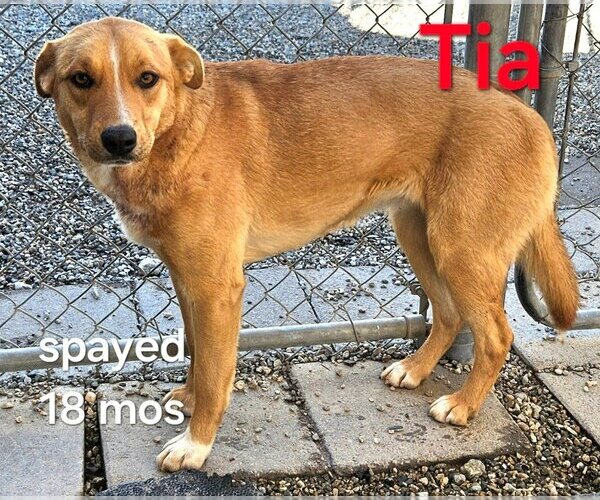 Medium Photo #5 Mutt Puppy For Sale in Lake Forest, CA, USA