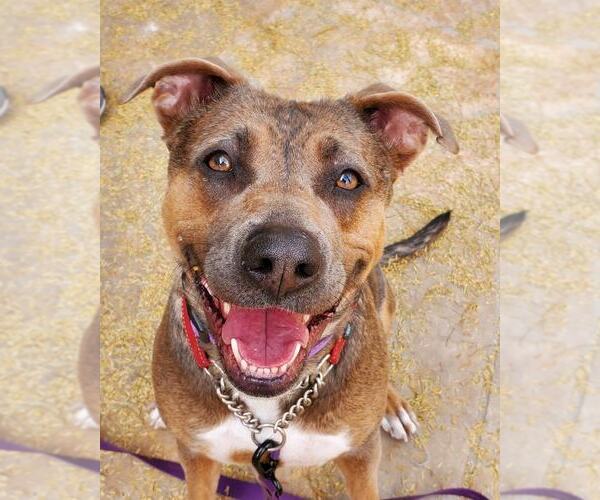 Medium Photo #4 American Pit Bull Terrier-Unknown Mix Puppy For Sale in phoenix, AZ, USA