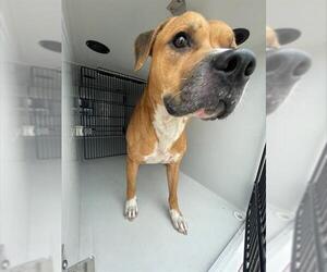 American Pit Bull Terrier Dogs for adoption in Houston, TX, USA