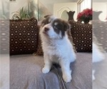 Puppy 2 Border Collie-Siberian Husky Mix