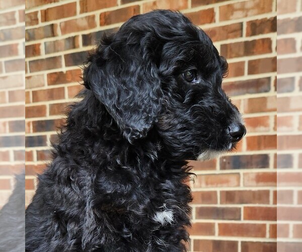 Medium Photo #6 F2 Aussiedoodle Puppy For Sale in COLUMBIA, TN, USA