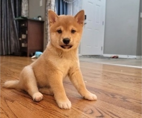 Medium Photo #19 Shiba Inu Puppy For Sale in CARPENTERSVILLE, IL, USA