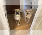Small #2 Black Mouth Cur Mix