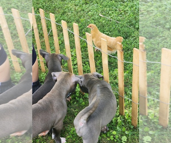 Medium Photo #3 American Bully Puppy For Sale in NOBLESVILLE, IN, USA