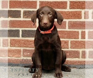 Labrador Retriever Puppy for sale in NEW HOLLAND, PA, USA
