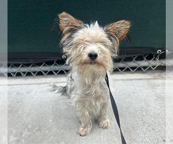 Medium Photo #1 Mutt Puppy For Sale in Martinez, CA, USA
