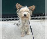 Small Mutt