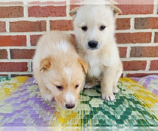 Medium Photo #13 English Shepherd-German Shepherd Dog Mix Puppy For Sale in ETNA GREEN, IN, USA